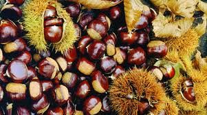 Settimana delle Castagne